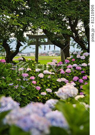 滋賀県 宮荘川の紫陽花21の写真素材