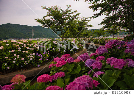 滋賀県 宮荘川の紫陽花2021 滋賀県 宮荘川の紫陽花2021 81210908
