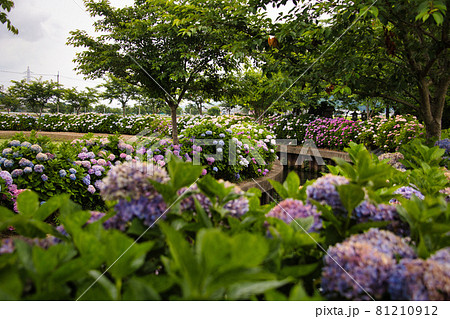 滋賀県 宮荘川の紫陽花2021 滋賀県 宮荘川の紫陽花2021 81210912
