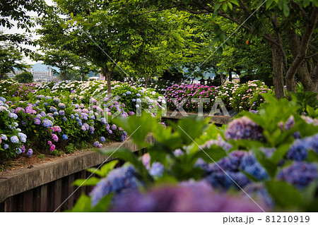 滋賀県 宮荘川の紫陽花21の写真素材