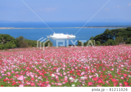 咲き誇るコスモスと青い海を行く白い船のコントラストが美しい能古島の秋景色 咲き誇るコスモスと青い海を行く白い船のコントラストが美しい能古島の秋景色 81211026