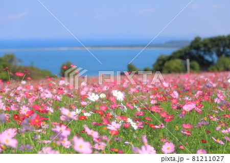 咲き誇るコスモスの花が美しい秋の能古島の幻想的な風景 咲き誇るコスモスの花が美しい秋の能古島の幻想的な風景 81211027