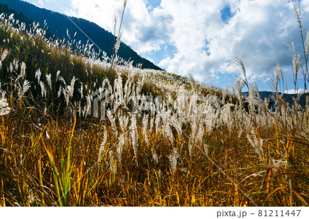 神奈川県箱根町　仙石原すすき草原 81211447