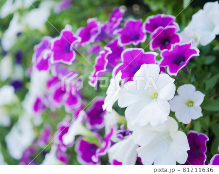 ペチュニア2 紫と白の写真素材