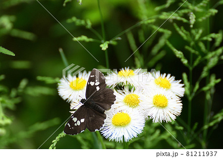 ダイミョウセセリ蝶とハルジオン 81211937