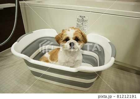折り畳みのペット用バスタブに入る犬 折り畳みのペット用バスタブに入る犬 81212191