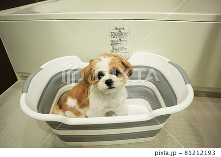 折り畳んで省スペースで収納できる犬用ソフトバス 81212193