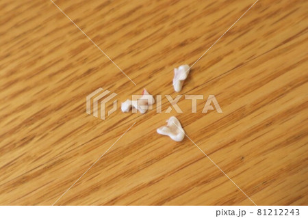 子犬の乳歯（5ヶ月～6ヶ月が生え変わり時期） 81212243