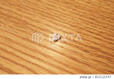 ひとつの歯から3つの突起・子犬の乳歯 ひとつの歯から3つの突起・子犬の乳歯 81212247