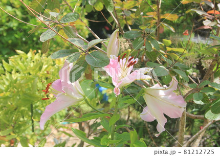 庭に咲いているユリの花 81212725