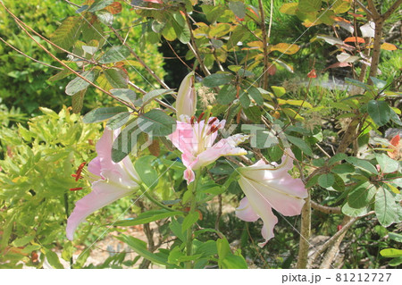 庭に咲いているユリの花 庭に咲いているユリの花 81212727