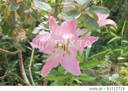 庭に咲いているユリの花 庭に咲いているユリの花 81212728