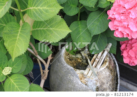 軒先の自然 軒先の自然 81213174