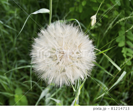 Beautiful fluffy blooming flower dandelion on colored background Beautiful fluffy blooming flower dandelion on colored background 81214713