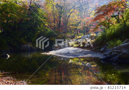 紅葉の嵐山渓谷・埼玉県 紅葉の嵐山渓谷・埼玉県 81215714