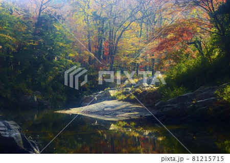 紅葉の嵐山渓谷・埼玉県 紅葉の嵐山渓谷・埼玉県 81215715