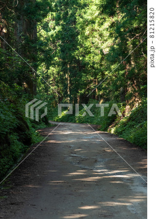 日光街道杉並木 日光街道杉並木 81215820