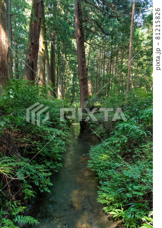 日光街道杉並木 日光街道杉並木 81215826