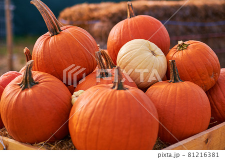 Autumn still-life with pumpkins Autumn still-life with pumpkins 81216381
