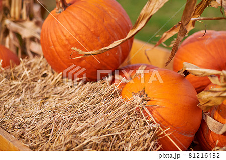 Autumn still-life with pumpkins Autumn still-life with pumpkins 81216432