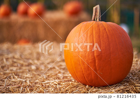 Autumn still-life with pumpkins Autumn still-life with pumpkins 81216435