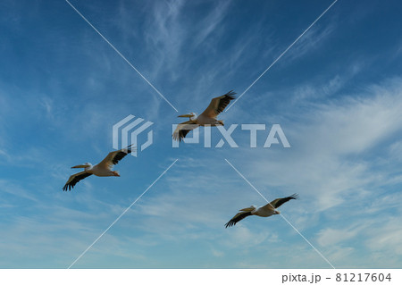 Three african pelicans flying in beautiful blue sky  81217604
