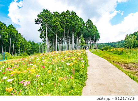 栃木県日光市のハンターマウンテンで開催されたゆり博の風景 81217873