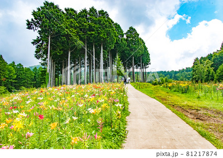 栃木県日光市のハンターマウンテンで開催されたゆり博の風景 81217874