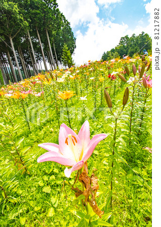 栃木県日光市のハンターマウンテンで開催されたゆり博の風景 81217882