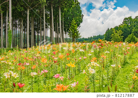 栃木県日光市のハンターマウンテンで開催されたゆり博の風景 81217887
