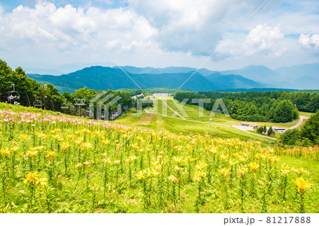 栃木県日光市のハンターマウンテンで開催されたゆり博の風景 栃木県日光市のハンターマウンテンで開催されたゆり博の風景 81217888