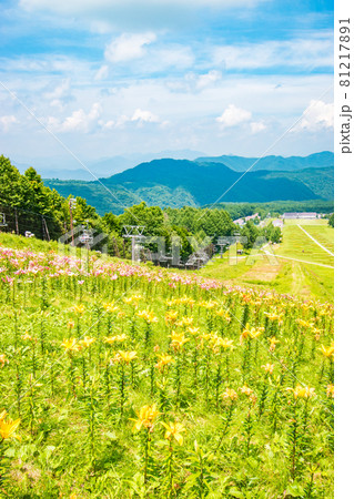栃木県日光市のハンターマウンテンで開催されたゆり博の風景 栃木県日光市のハンターマウンテンで開催されたゆり博の風景 81217891