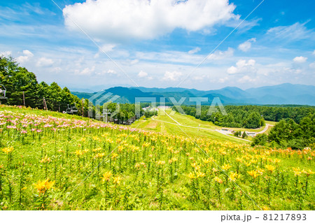 栃木県日光市のハンターマウンテンで開催されたゆり博の風景 81217893