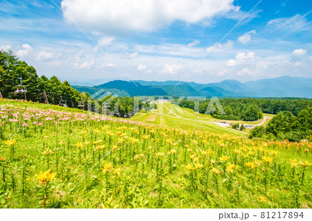 栃木県日光市のハンターマウンテンで開催されたゆり博の風景 81217894