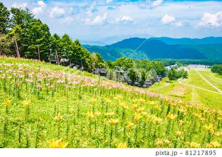 栃木県日光市のハンターマウンテンで開催されたゆり博の風景 栃木県日光市のハンターマウンテンで開催されたゆり博の風景 81217895
