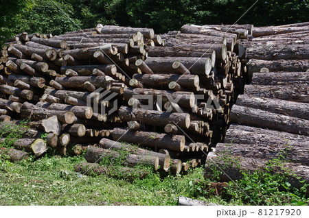 村上市高根の貯木場 81217920