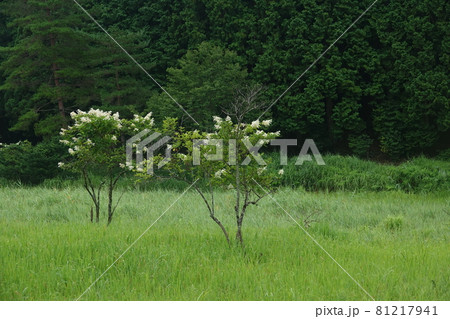 黒澤湿原の草原に咲くノリウツギの花 黒澤湿原の草原に咲くノリウツギの花 81217941