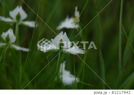 後ろ姿のサギソウ 81217942