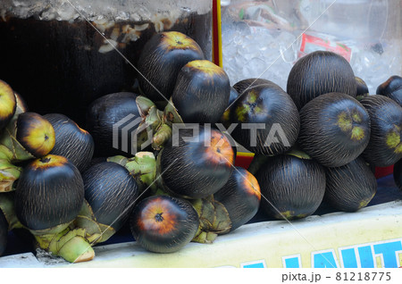 SERDANG, MALAYSIA -JULY 30, 2016: Sea coconut or Lodoicea Maldivica.  81218775