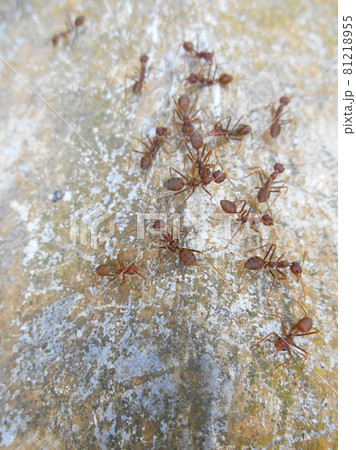 JOHOR, MALAYSIA - SEPTEMBER 11, 2016: Weaver ants or green ants, scientific name Oecoephylla Smaradgina living wild in the tropical bush. 81218955