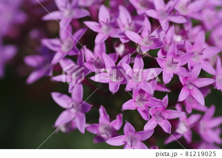 公園の花壇にピンク色のペンタスの花が咲いています。学名はPentas lanceolataです。 公園の花壇にピンク色のペンタスの花が咲いています。学名はPentas lanceolataです。 81219025