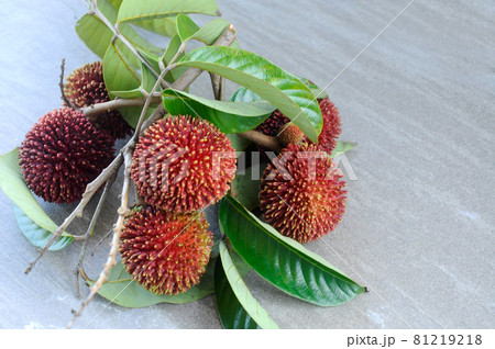 MERSING, MALAYSIA -JULY 09, 2015: The pulasan or scientific name Nephelium mutabile Blume is often called wild rambutan by the locals. Grows in the tropics and have a sweet fruit. MERSING, MALAYSIA -JULY 09, 2015: The pulasan or scientific name Nephelium mutabile Blume is often called wild rambutan by the locals. Grows in the tropics and have a sweet fruit. 81219218