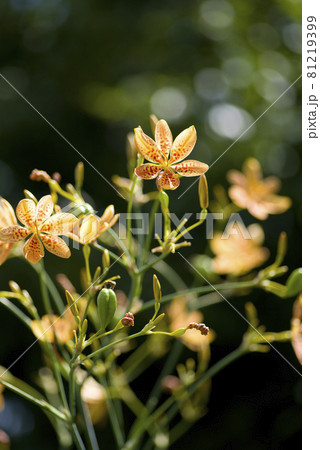 オレンジ色のヒオウギの花が咲いています。学名はIris domesticaです。 81219399