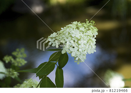 紫陽花園にノリウツギの白い花が咲いています。学名はHydrangea paniculataです。 紫陽花園にノリウツギの白い花が咲いています。学名はHydrangea paniculataです。 81219466