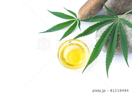 Hemp oil bowl and cannabis leaf isolated on white background Hemp oil bowl and cannabis leaf isolated on white background 81219494