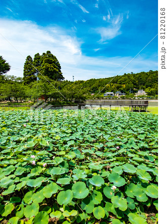千葉県東金市にある徳川家康が東金御殿を築造の際に池を広げて造られた御殿池の八鶴湖の風景 千葉県東金市にある徳川家康が東金御殿を築造の際に池を広げて造られた御殿池の八鶴湖の風景 81220168