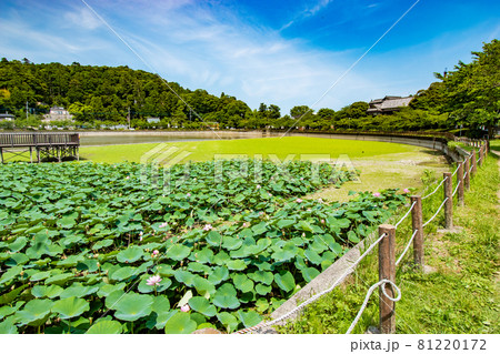 千葉県東金市にある徳川家康が東金御殿を築造の際に池を広げて造られた御殿池の八鶴湖の風景 81220172
