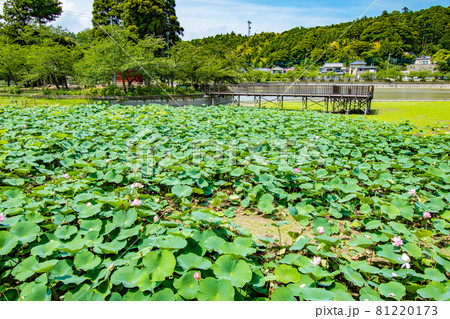 千葉県東金市にある徳川家康が東金御殿を築造の際に池を広げて造られた御殿池の八鶴湖の風景 81220173