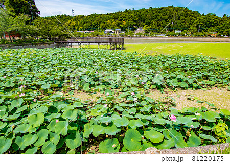 千葉県東金市にある徳川家康が東金御殿を築造の際に池を広げて造られた御殿池の八鶴湖の風景 81220175