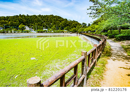 千葉県東金市にある徳川家康が東金御殿を築造の際に池を広げて造られた御殿池の八鶴湖の風景 千葉県東金市にある徳川家康が東金御殿を築造の際に池を広げて造られた御殿池の八鶴湖の風景 81220176